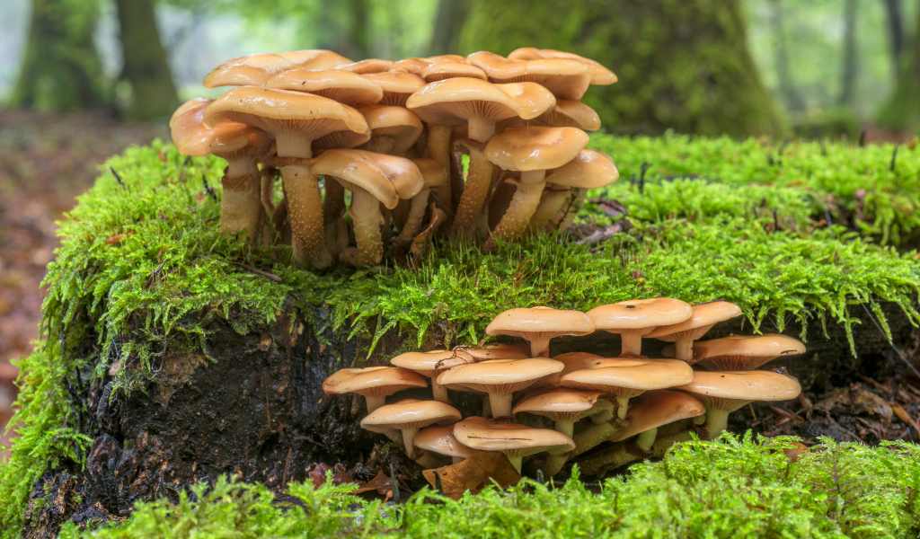 Лесные грибы на покрытой мхом земле