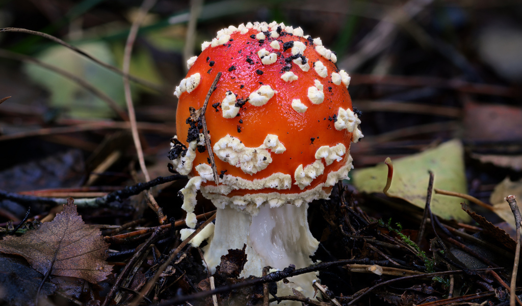 Маленький мухомор в лесу