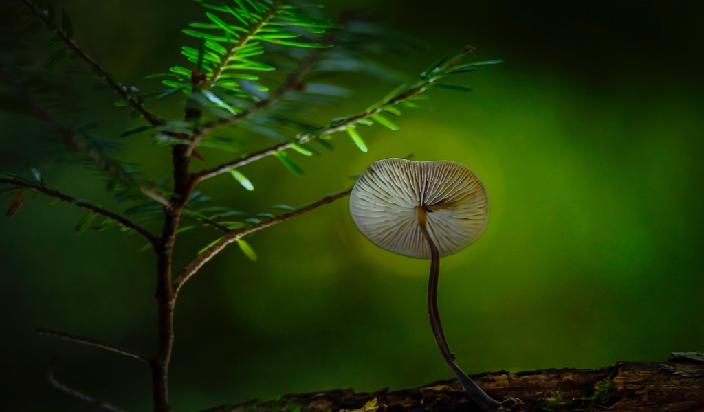 Little toadstool mushroom grows on a dry tree
