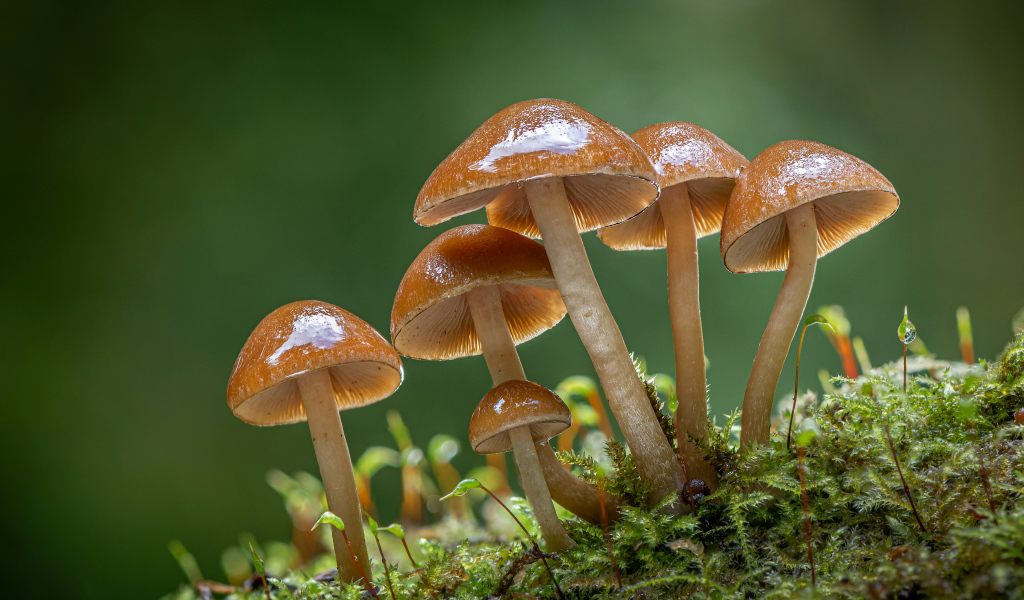 Маленькие грибы поганки на покрытой мхом земле 