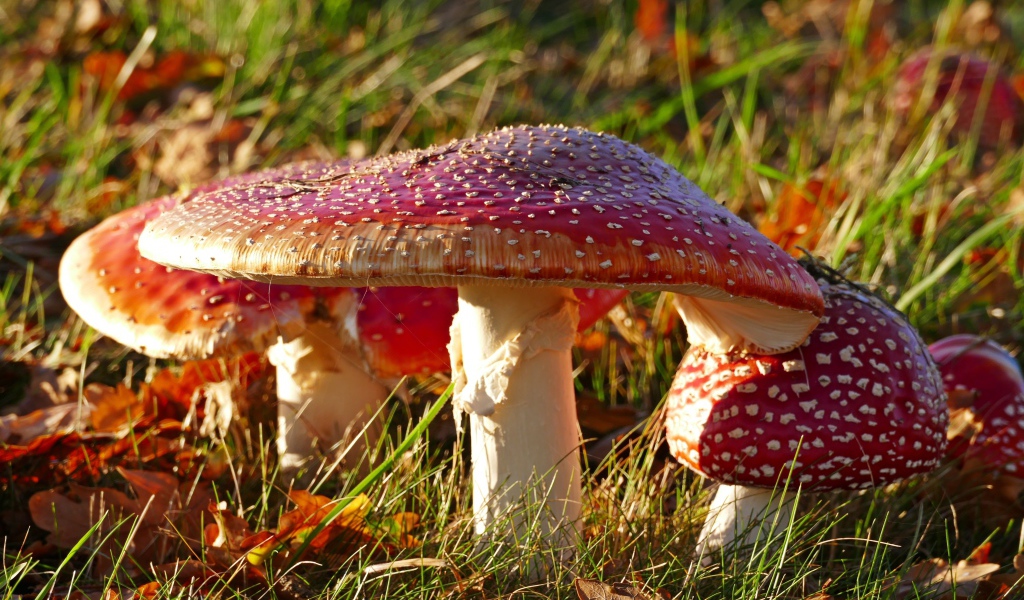 Много красных мухоморов на траве в лучах солнца