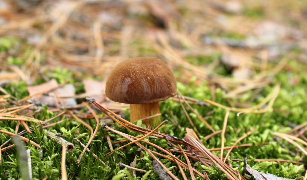 Гриб растет на покрытой зеленым мхом траве