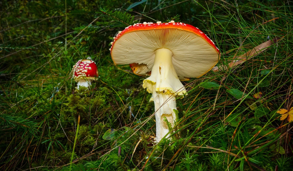 Красные мухоморы в зеленой мокрой траве