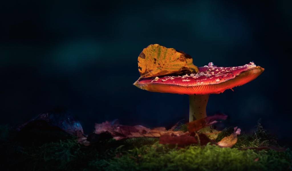 Красный мухомор с осенним листом