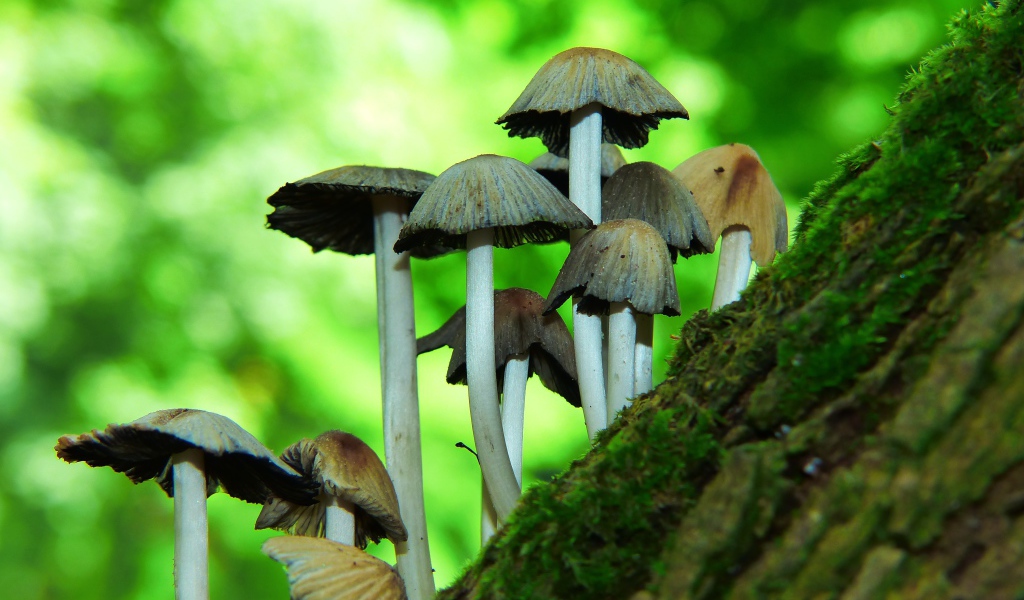 Грибы поганки растут на дереве 