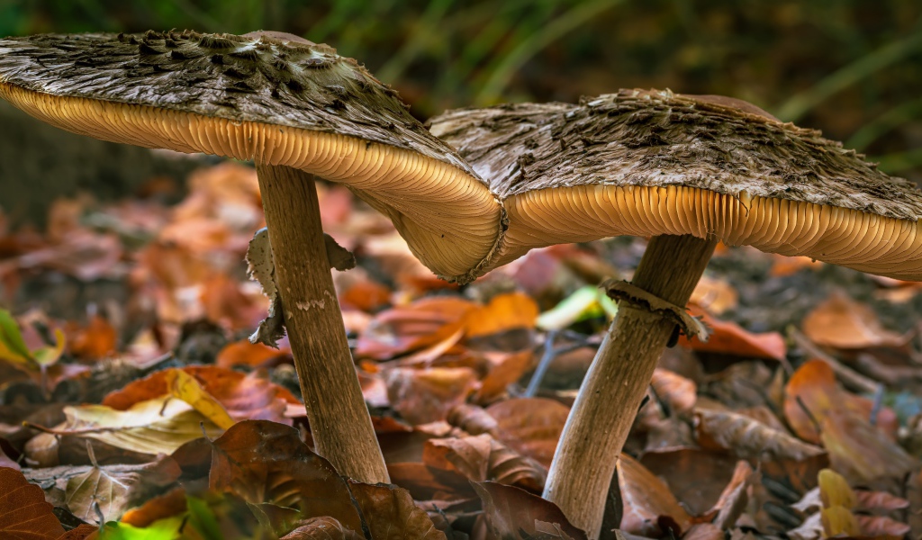Два больших гриба на земле с опавшими листьями