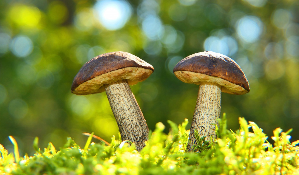 Два гриба растут на зеленом мху 