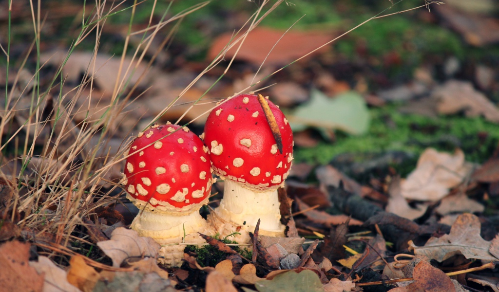 Два красных мухомора в опавших листьях