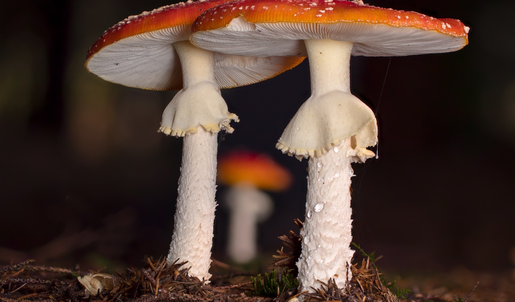 Два красных мухомора в лесу 