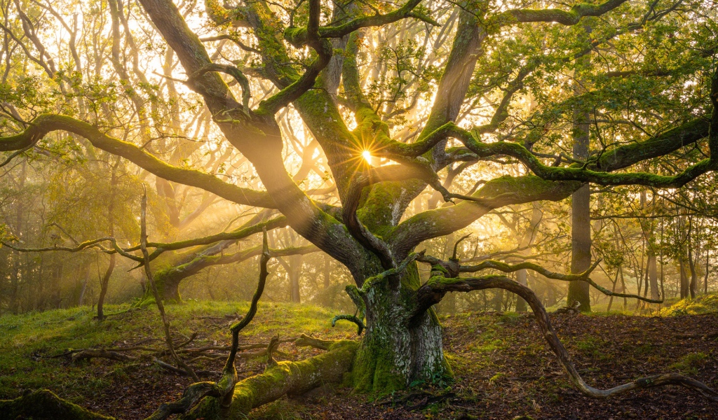 Большое старое дерево в лучах солнца 