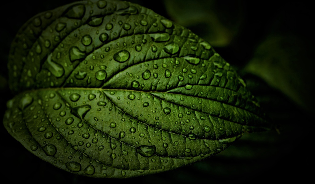 Зеленый лист в каплях воды крупным планом