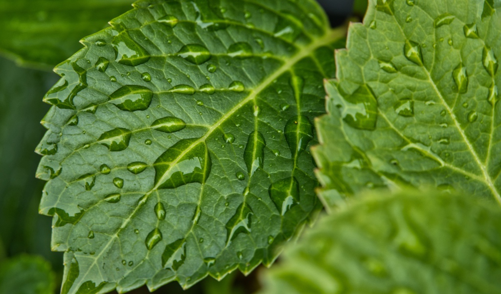 Зеленые листья в каплях дождя крупным планом