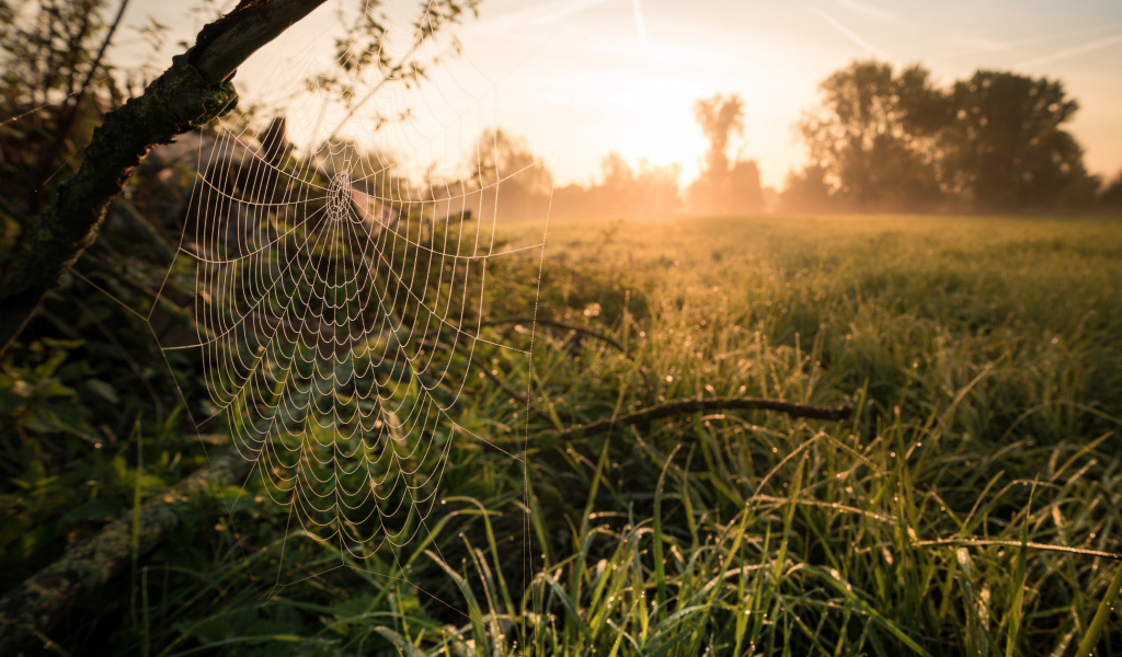 Кружевная паутина на дереве в лучах солнца