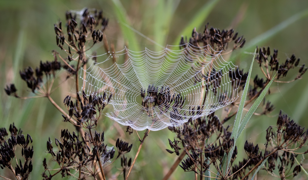 Ажурная паутина на зонтике укропа 
