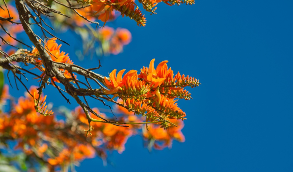 Оранжевые цветы на ветке дерева на фоне голубого неба 