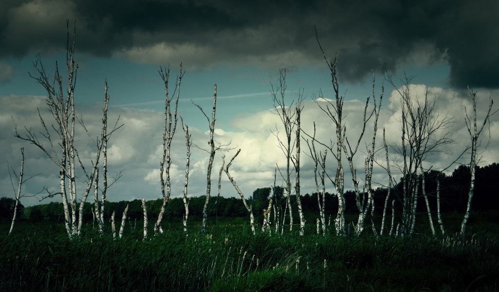 Тонкие березы под грозовым небом 