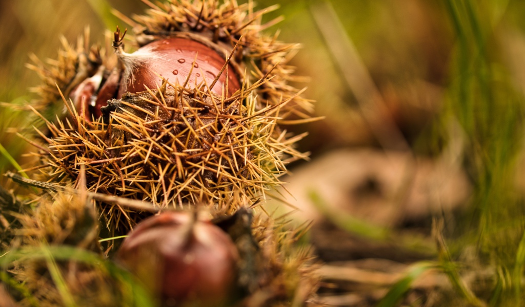 Колючие лесные орехи лежат на земле 