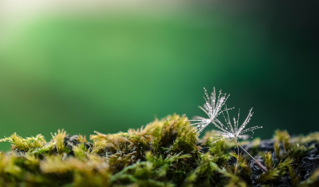 Белые семена одуванчика на покрытой мхом земле