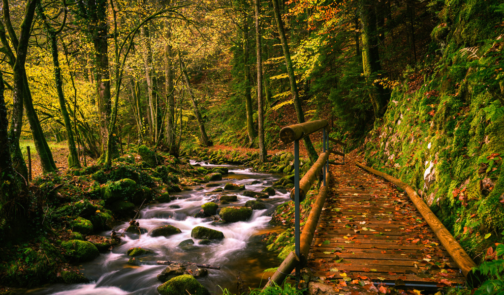Деревянный мост у ручья в осеннем лесу