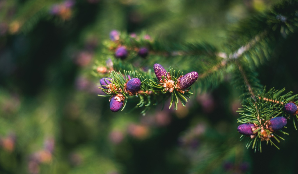 Молодые шишки на зеленой колючей ветке ели