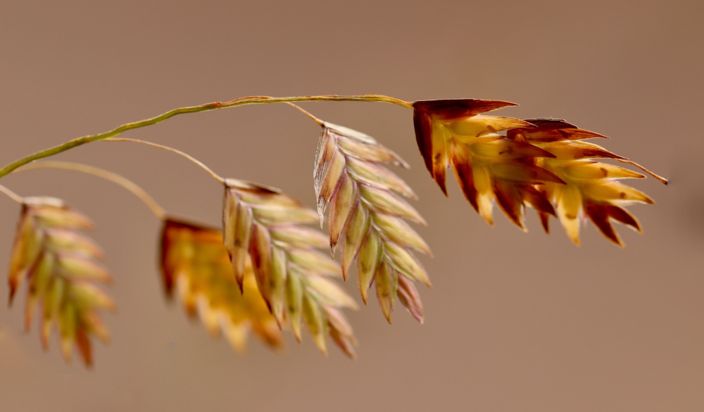 Молодой колосок на коричневом фоне