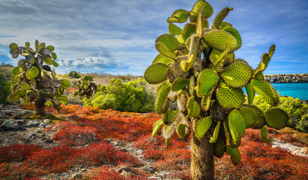 Большой колючий зеленый кактус на берегу моря