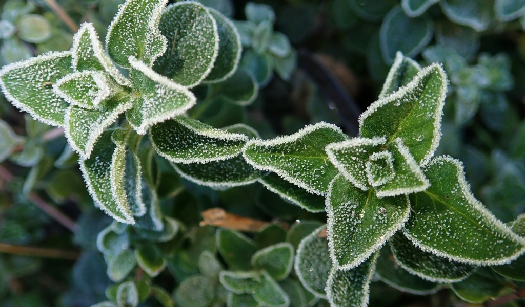 Покрытые инеем зеленые растения