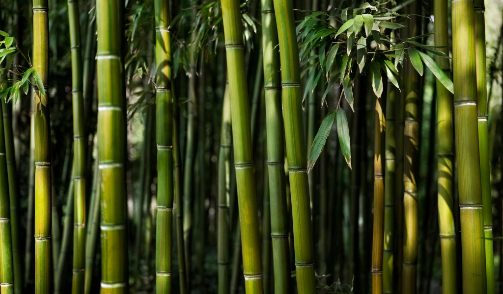 Зеленые стебли бамбука крупным планом