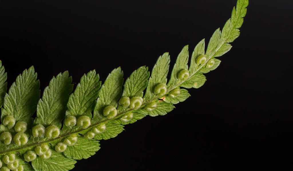 Зеленый лист папоротника на черном фоне 