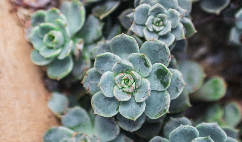 Зеленое растение молодило крупным планом