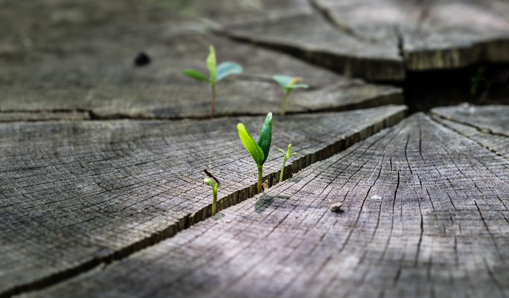 Зеленые ростки пробиваются на сухом пне