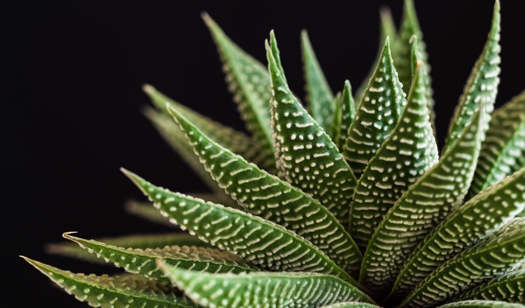 Большое зеленое комнатное растение на черном фоне