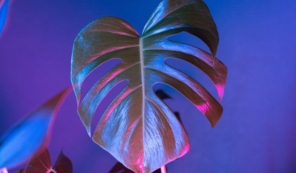 Большой зеленый лист на синем фоне