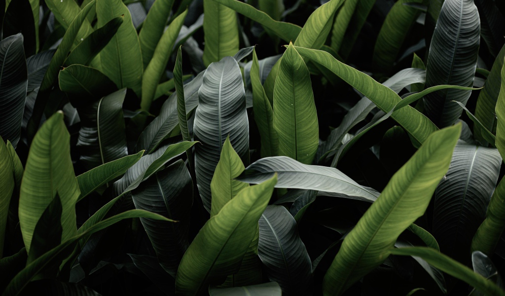 Большие зеленые листья крупным планом