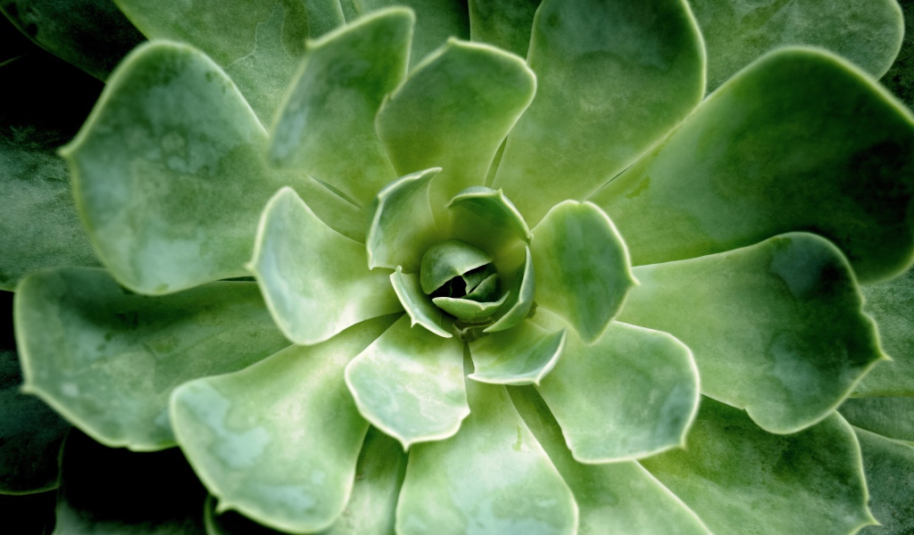 Многолетний зеленый цветок молодило крупным планом 