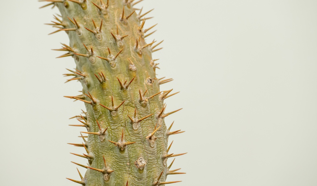 Острые колючки кактуса крупным планом 