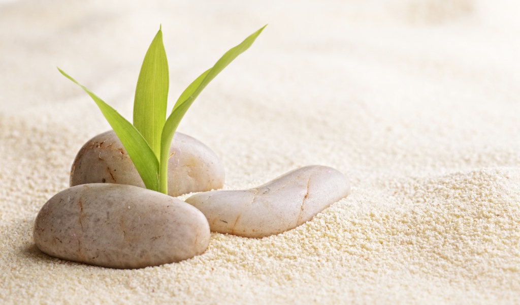 Росток пробивается сквозь камни на песке 