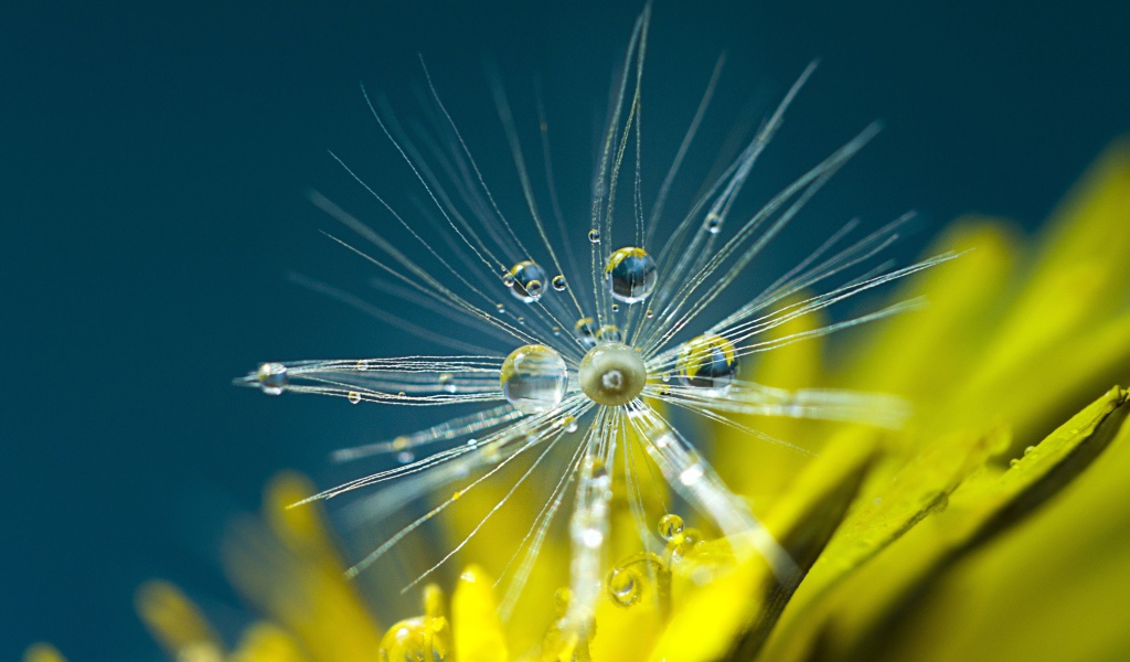 Белые семена одуванчика в каплях росы крупным планом