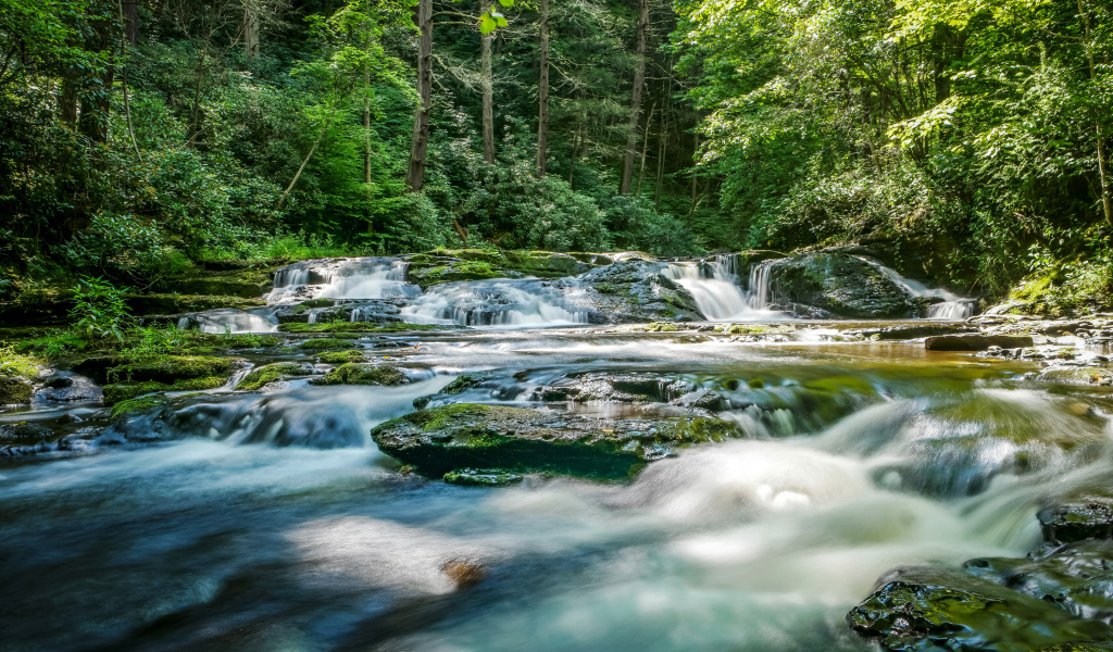Быстрая река стекает по камням в лесу 