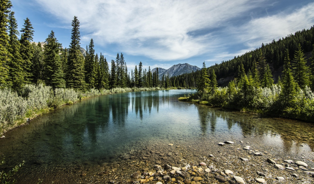 Мелкая река у хвойного леса под красивым небом