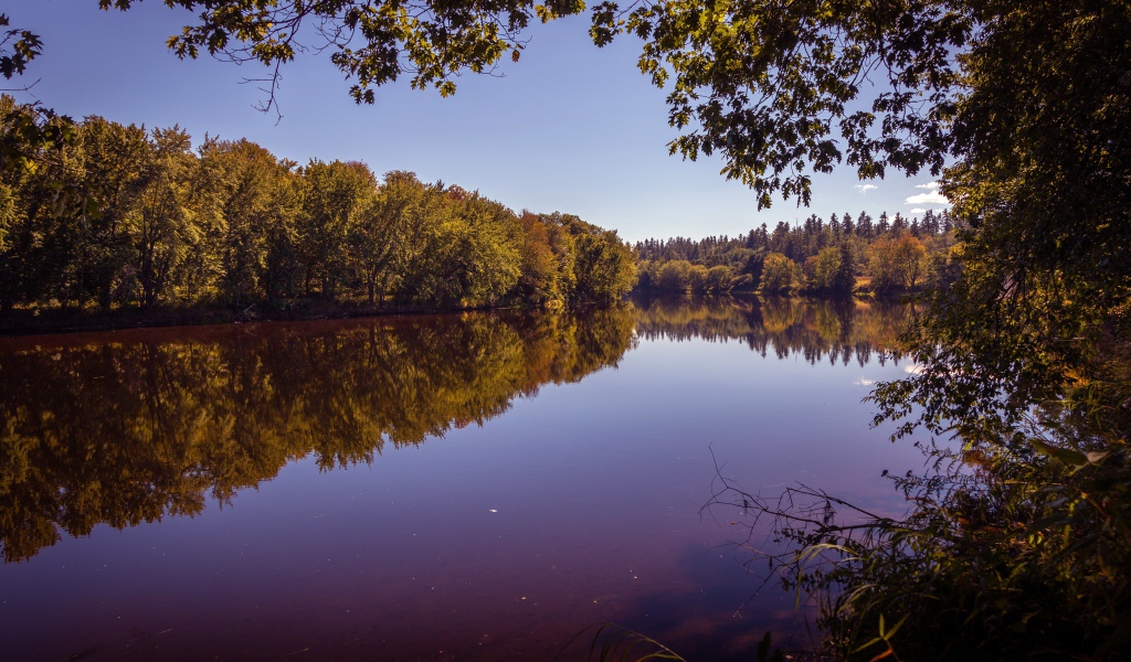 Рассвет над тихой водой реки в лесу 