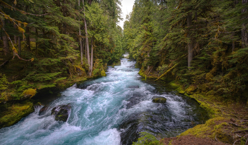 Быстрая холодная река в лесу 
