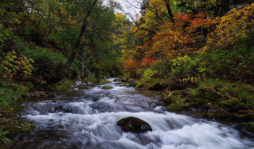 Быстрая вода в реке в лесу осенью