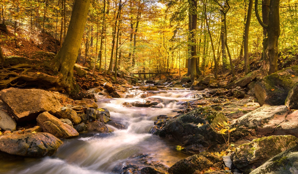 Быстрая вода ручья стекает по камням в осеннем лесу 