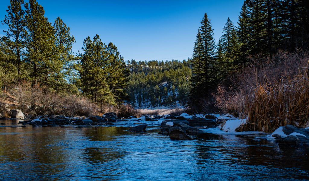 Река с заснеженными берегами в хвойном лесу