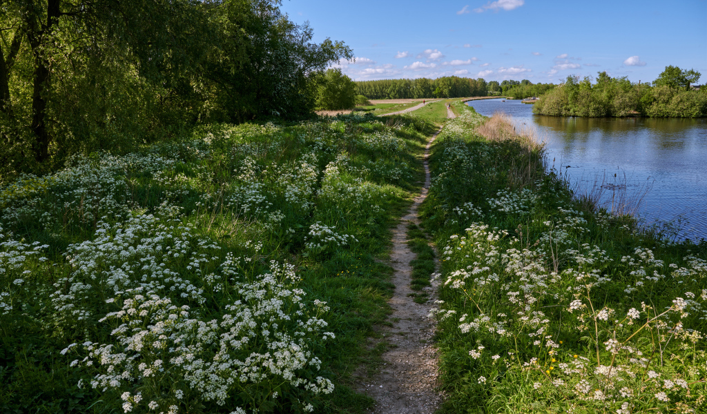 Белые цветы на берегу реки у леса 