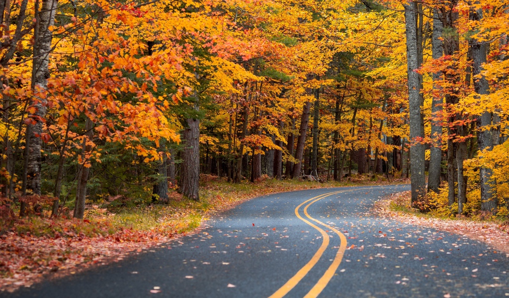 Осенний лес у дороги 