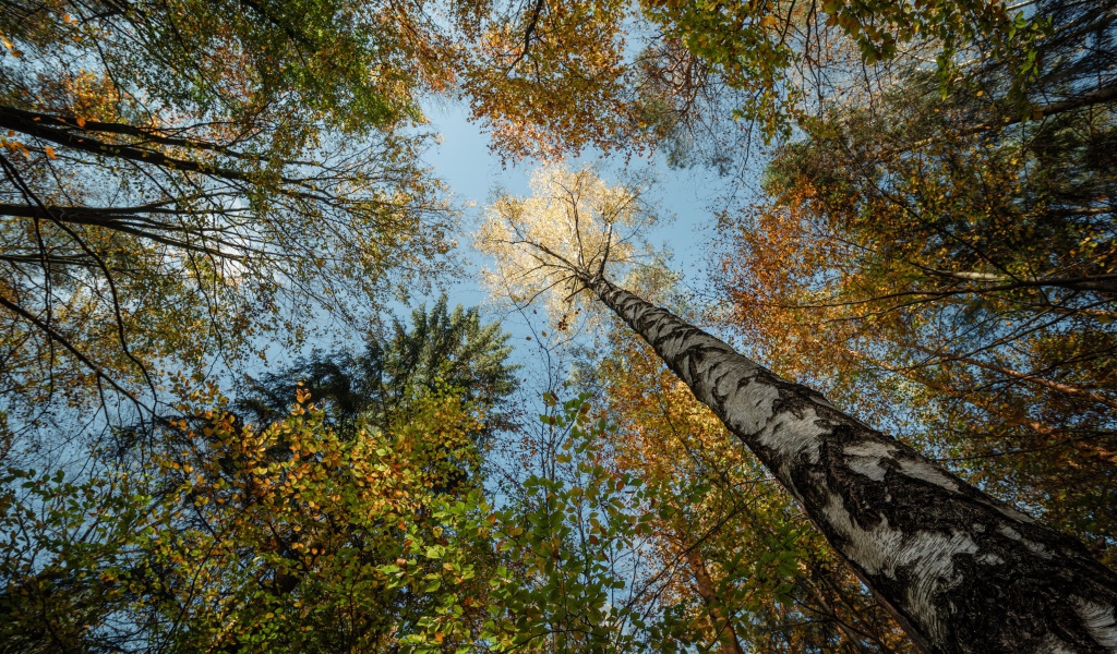 Кроны высоких деревьев осенью на фоне неба 