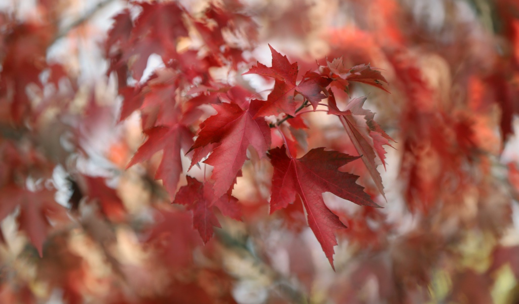 Красные кленовые листья на ветках дерева 