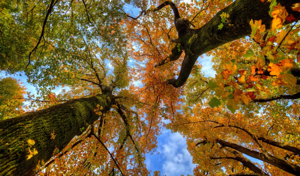Вид с земли на верхушки деревьев осенью 